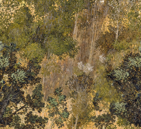 Autumn Forest Canopy