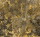 Autumn Forest Canopy