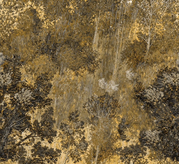 Autumn Forest Canopy