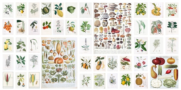 Botanical Atlas
