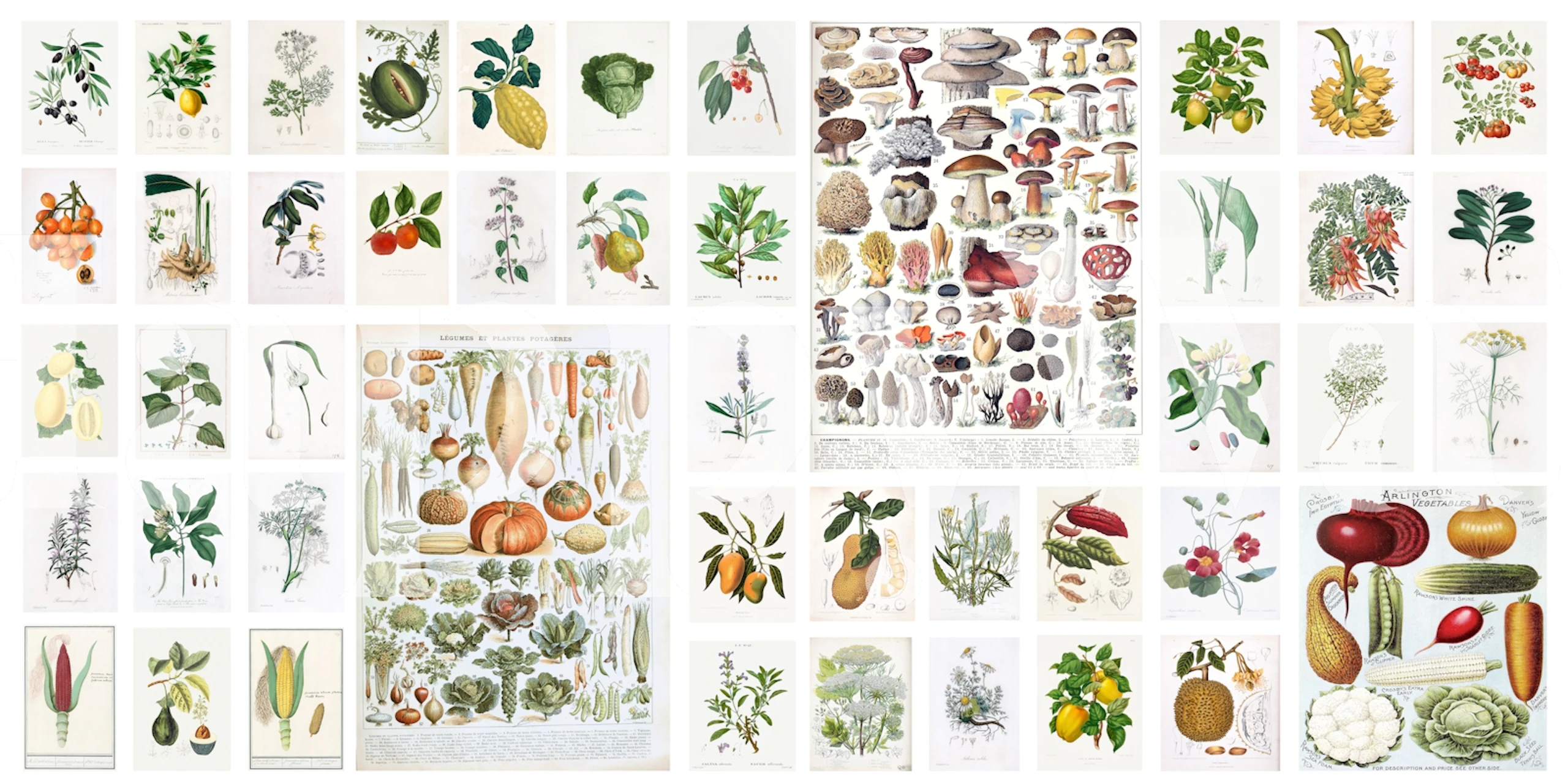 Botanical Atlas tapete telpā