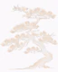 Soft Beige Japanese Pine