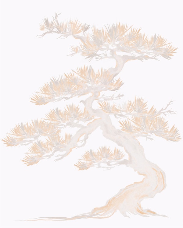Soft Beige Japanese Pine