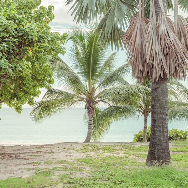 Tropical Palm Beach Escape