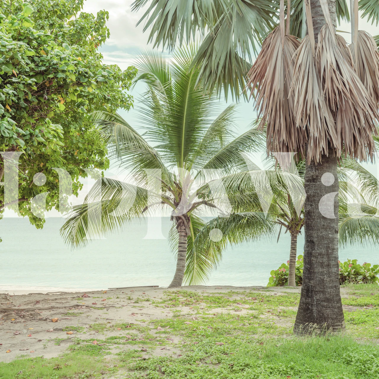 Tropical palm beach wallpaper displayed in room