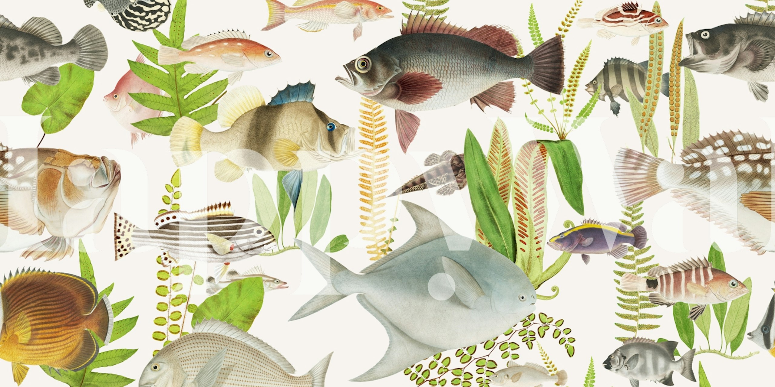 Reef Fish tapeta u sobi