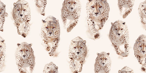 Cheetahs On Cream