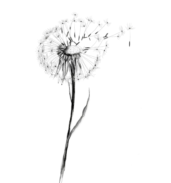 Minimalist Dandelion Sketch