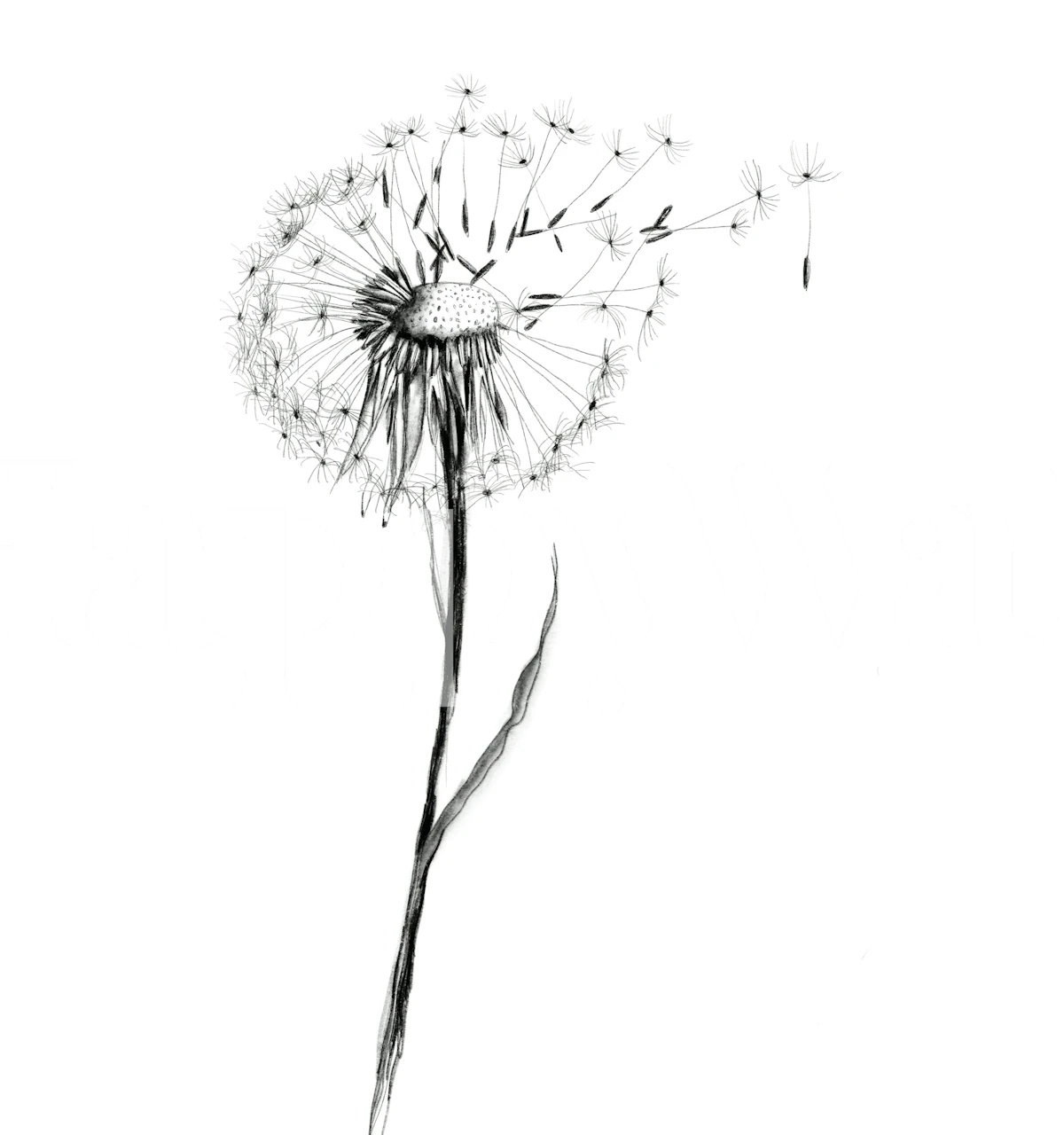 Minimalist dandelion sketch wallpaper in a room