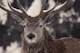 Majestic Stag Winter Landscape