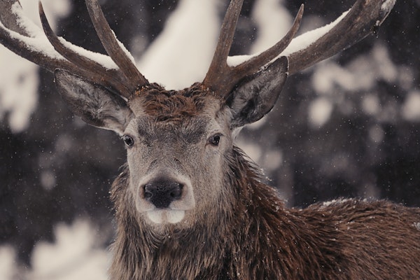 Majestic Stag Winter Landscape