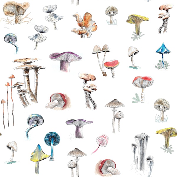 Hand Drawn Mushrooms