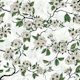 Cherry blossom on white