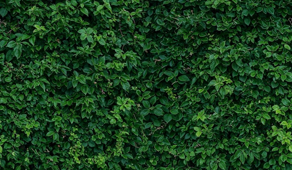 Emerald Ivy Hedge