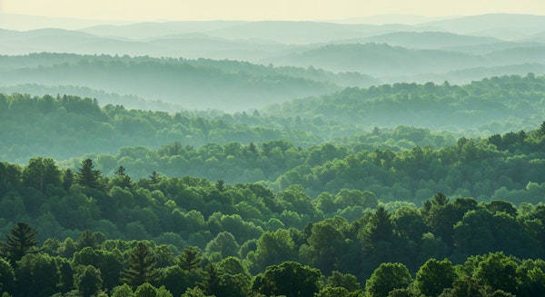 Misty Mountain Forest Layers