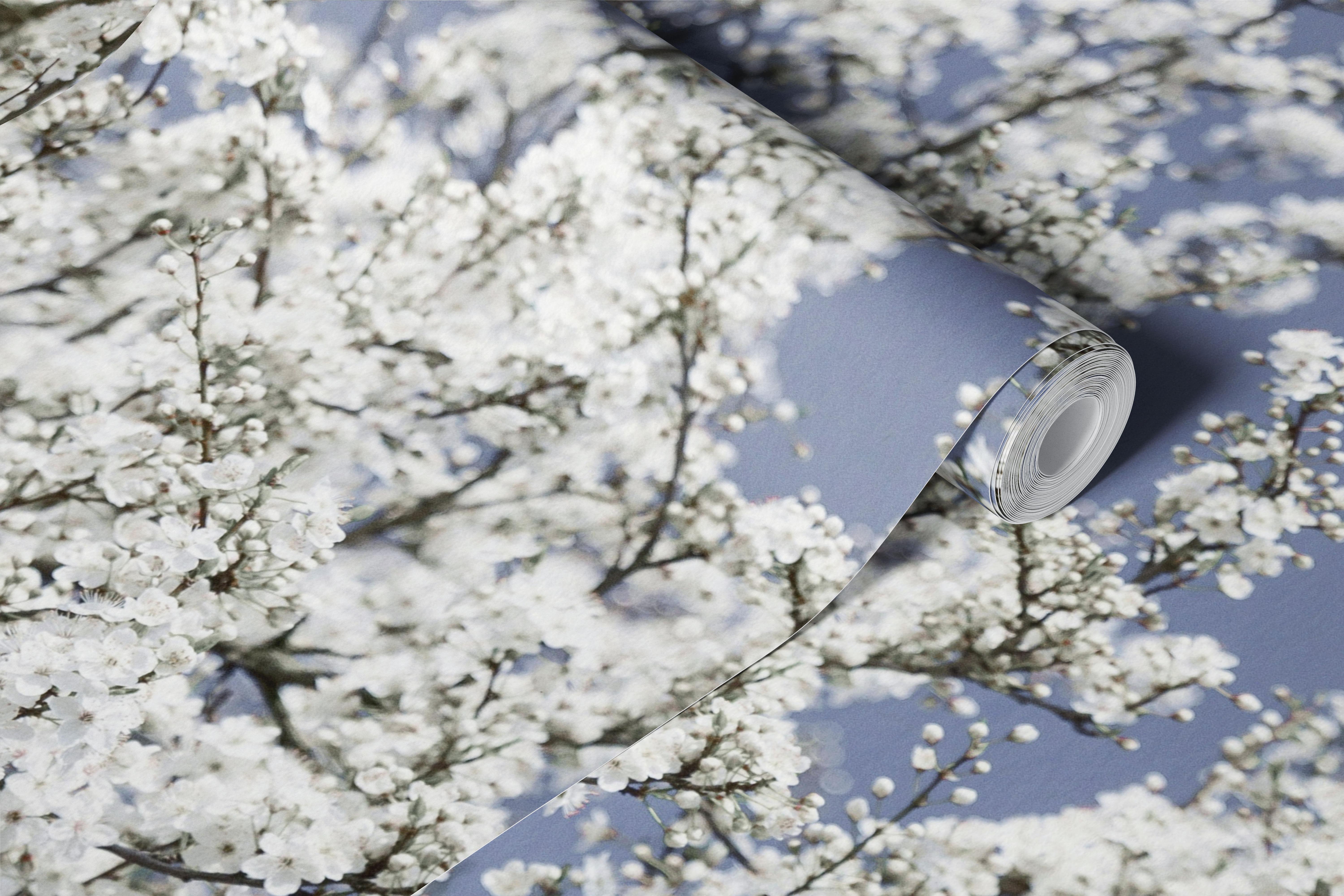 Valkoiset kirsikankukat sinisellä taivaalla tapetti