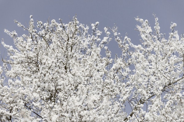 White Cherry Blossoms Blue Sky