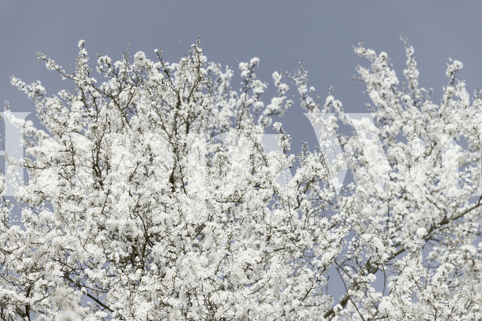 Valkoiset kirsikankukat sinisellä taivaalla tapetti