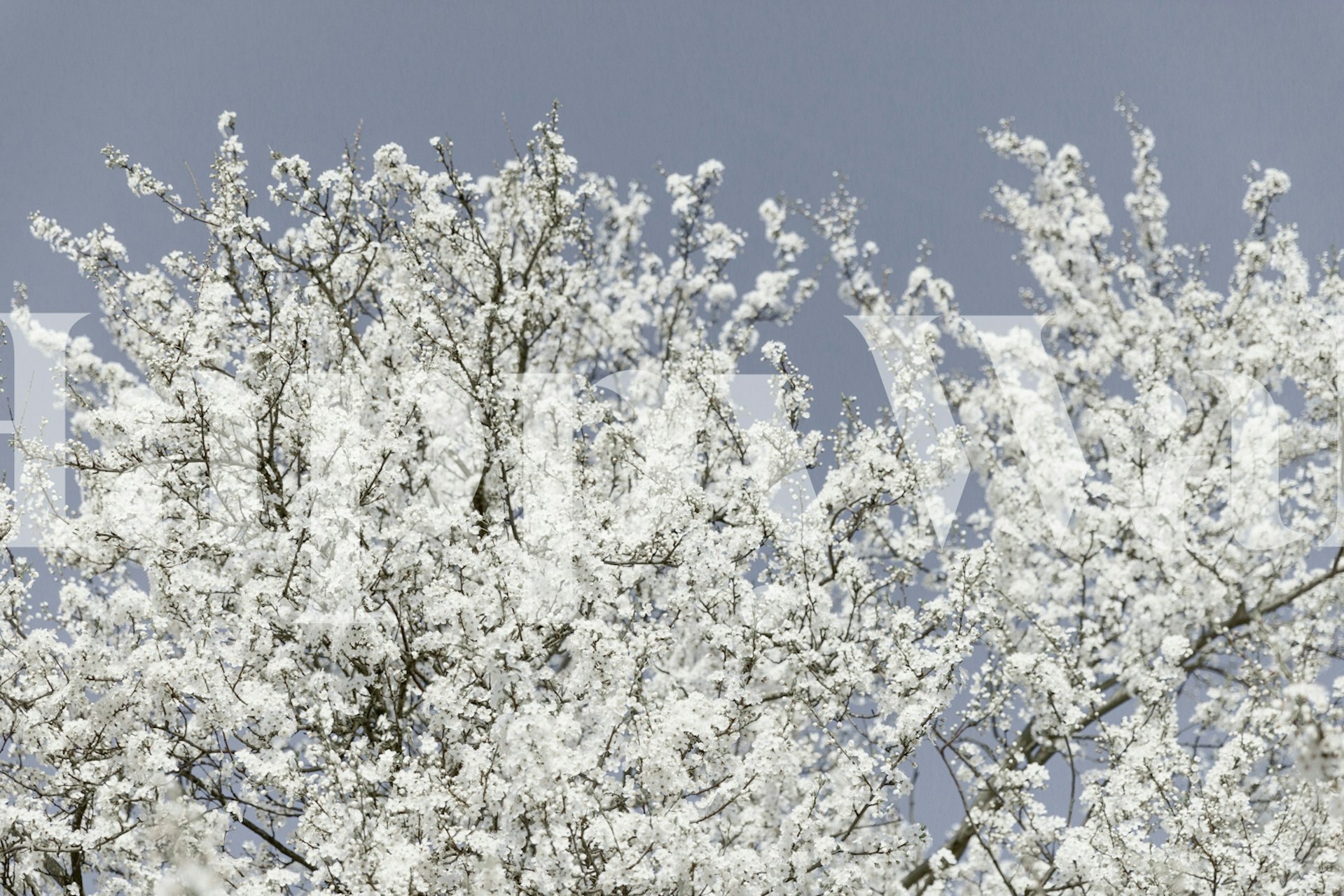 White cherry blossoms on a blue sky wallpaper