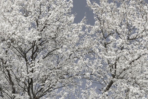 White Spring Blossoms Branches
