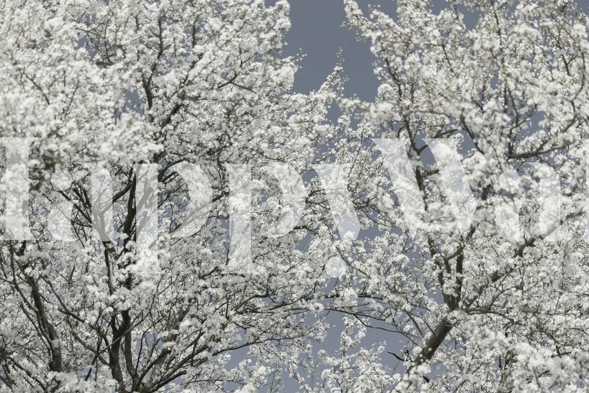 White spring blossoms wallpaper in a room