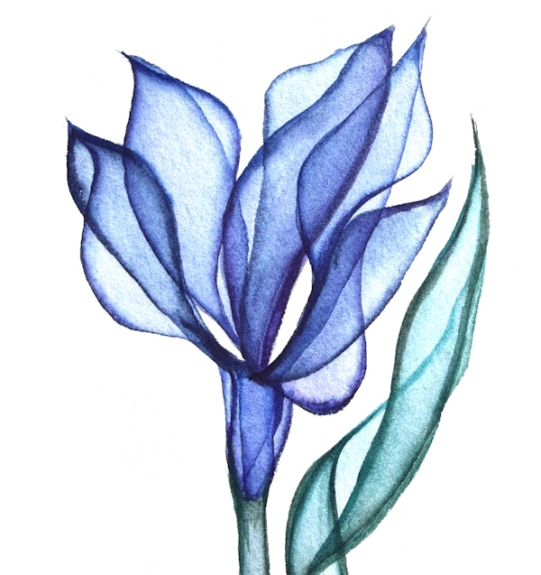 Indigo Iris Floral Watercolor