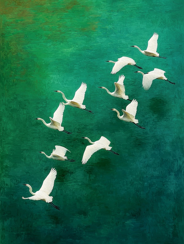 Flock of White Egrets