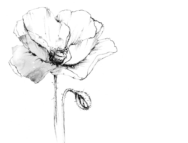 Elegant Botanical Sketch