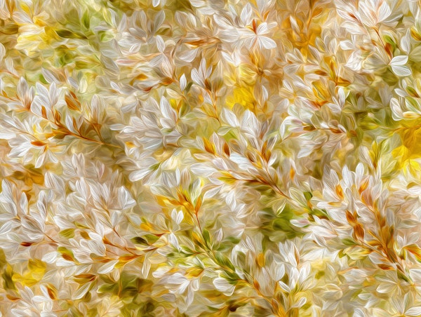 Golden White Blossom Breeze
