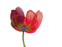 Modern Floral Tulip Art wallpaper