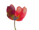 Modern Floral Tulip Art