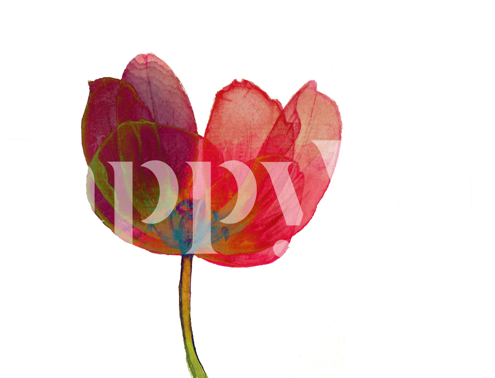 Modern Floral Tulip Art wallpaper in a room