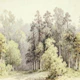 Sunlit Birch and Pine Grove