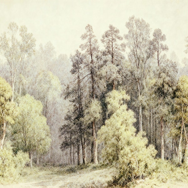 Sunlit Birch and Pine Grove