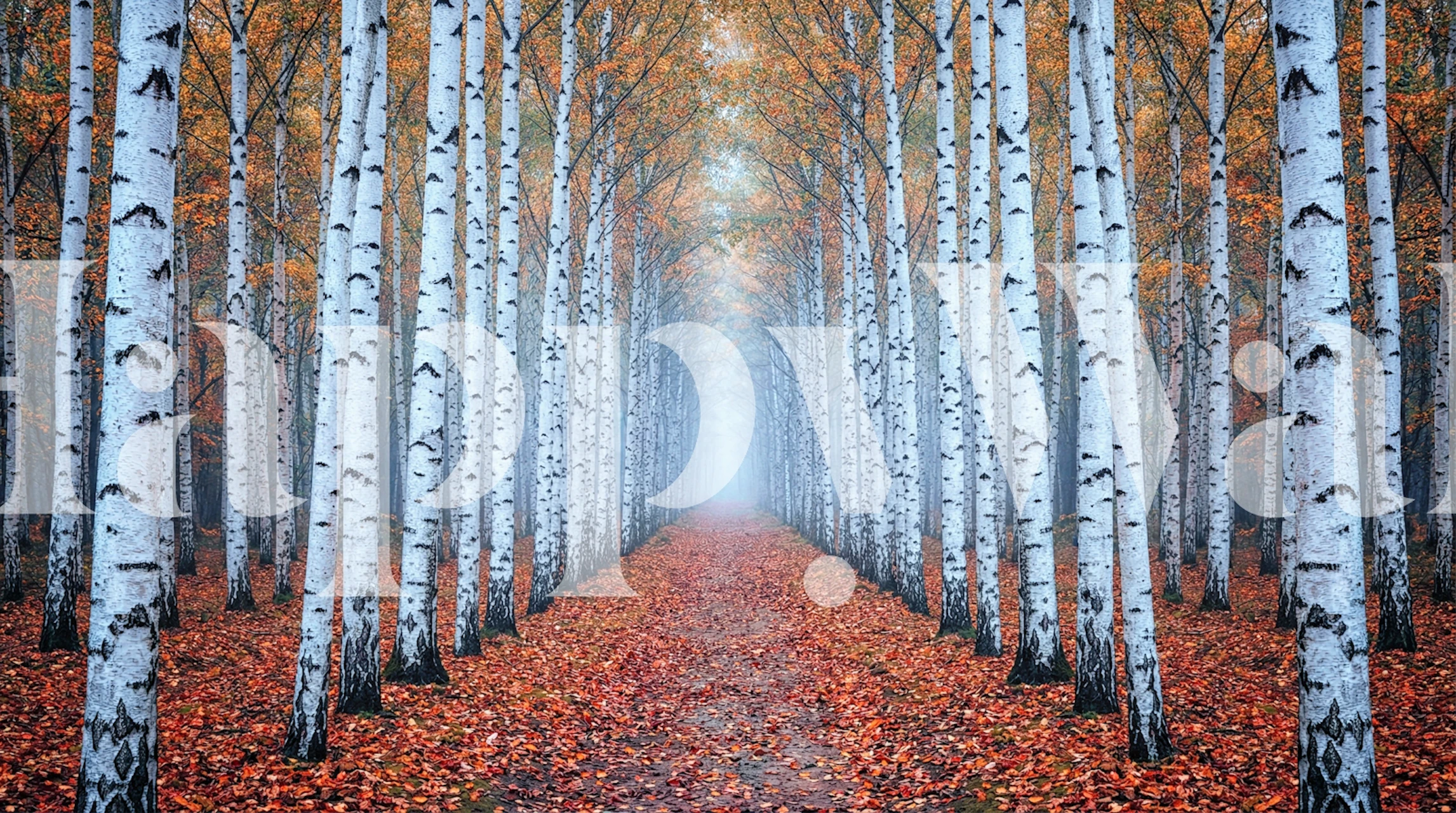 Misty Autumn Birch Lane wallpaper in a room