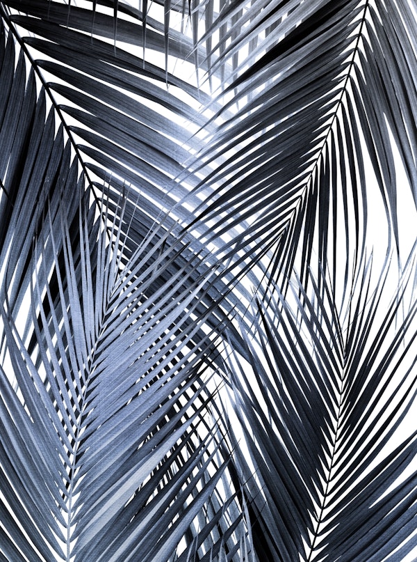 Blue Black Palm Leaves 1