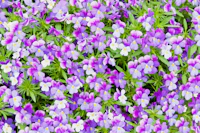 Violet Pansy Flower Field Painterly wallpaper