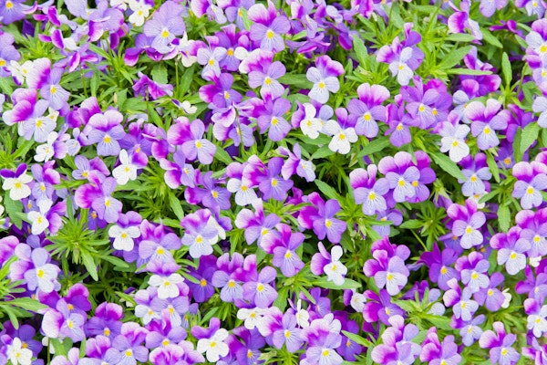Violet Pansy Flower Field Painterly