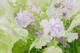 Pastel Peony Blooms Green