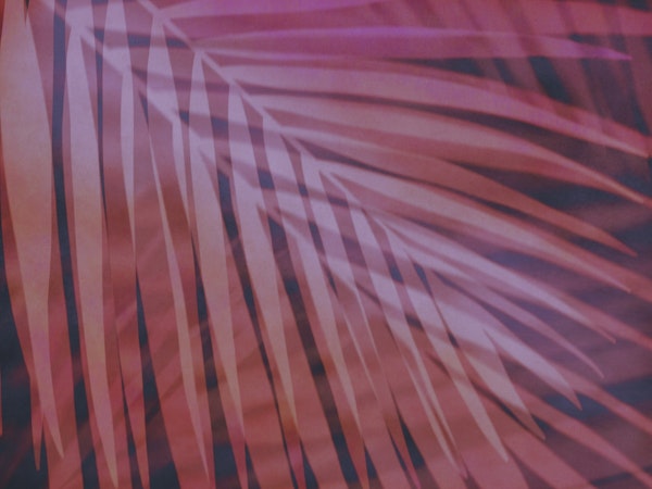 Shadows of Summer II