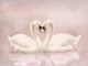 Elegant Swans in Pink Mist