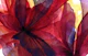 Ruby Flower Abstract Wash