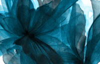 Moody Teal Petals Closeup wallpaper