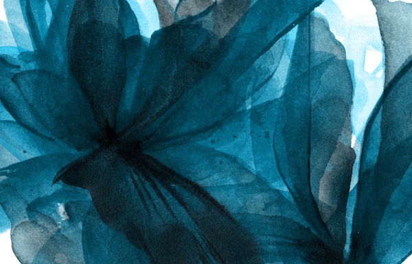 Moody Teal Petals Closeup
