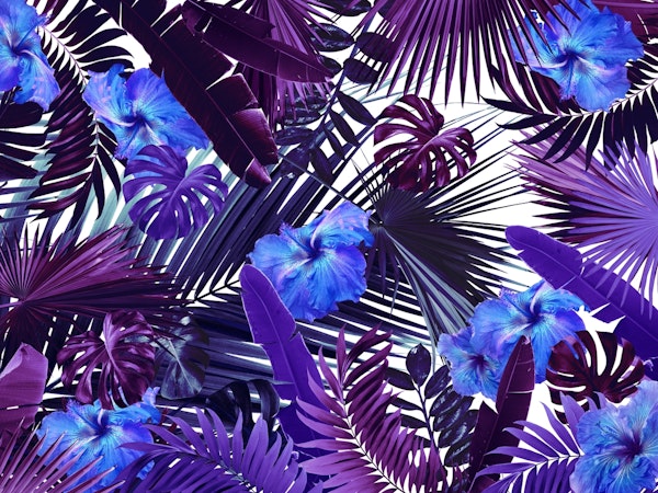 Tropical Hibiscus Flower 3