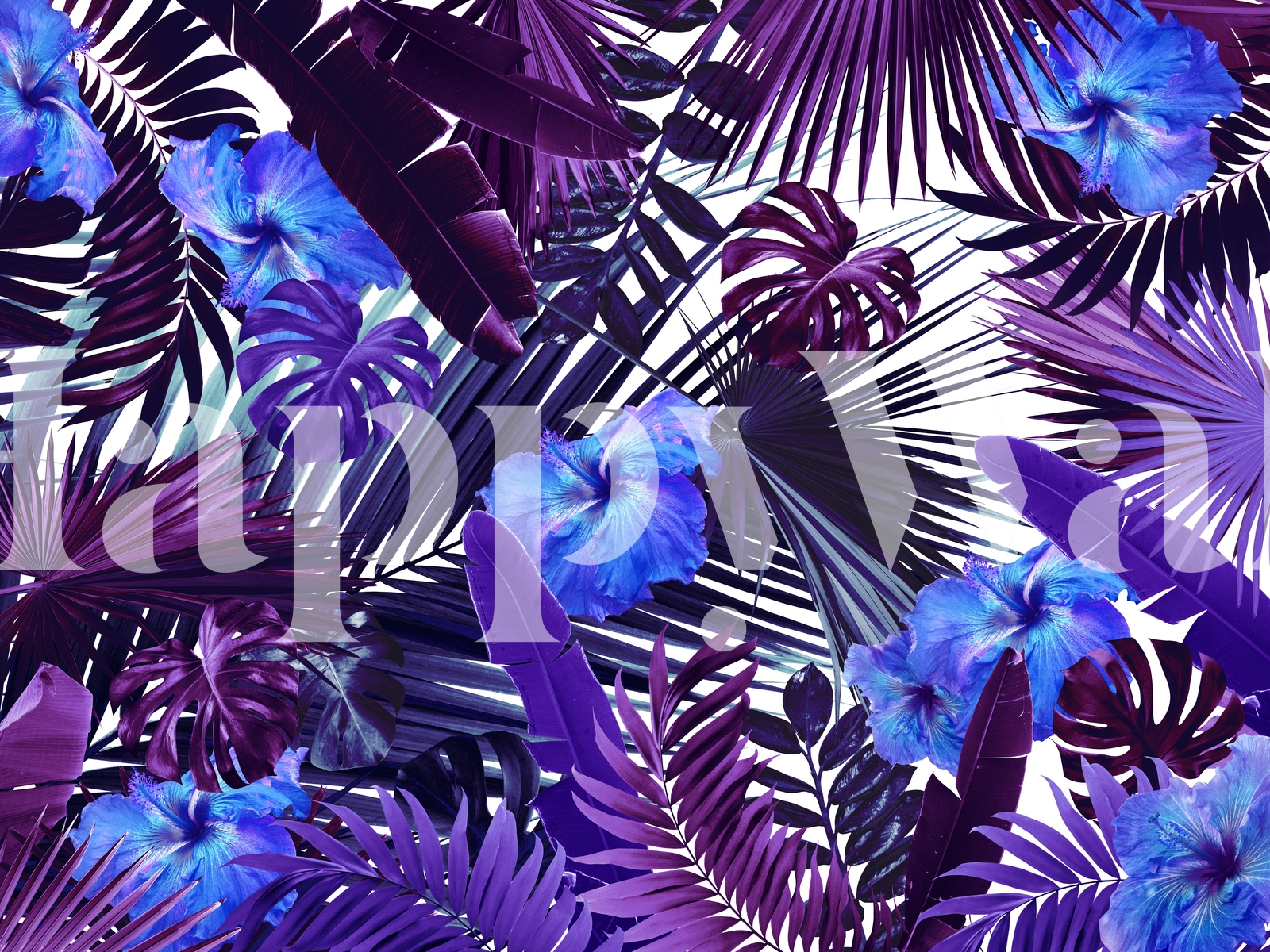 Purple Tropical Hibiscus Flower Wallpaper