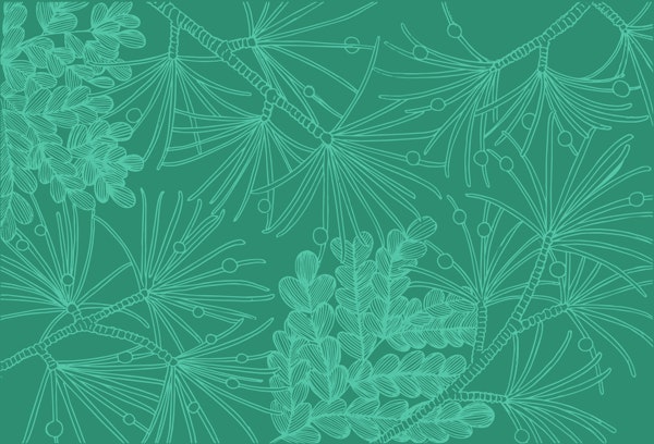 Winter Evergreen Line Drawing Floral