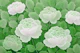 Peony Bloom Garden Green