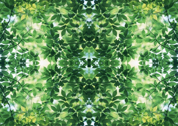 Fresh Leafy Patterns