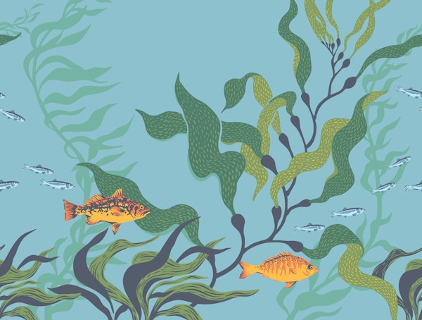 Kelp Forest Fish Swim